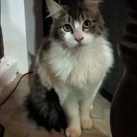 House - Al 民宿 Porto Formoso