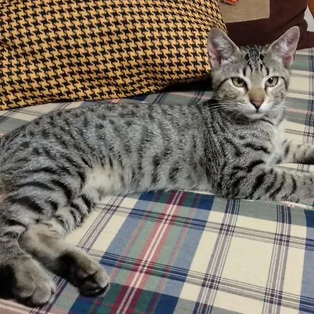 民宿 House - Al Porto Formoso