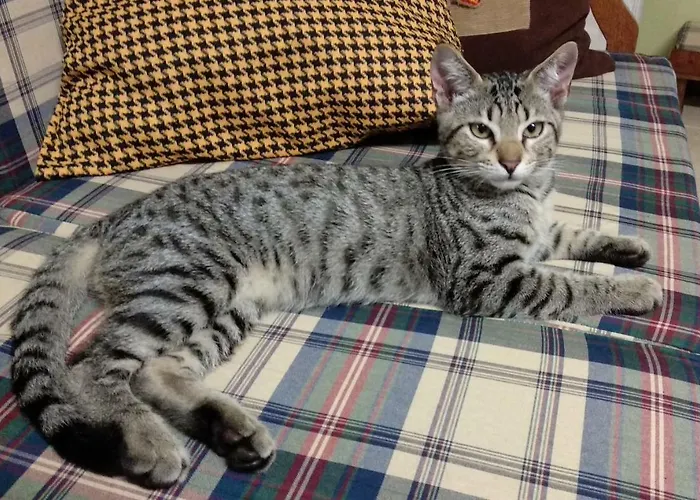 民宿 House - Al Porto Formoso